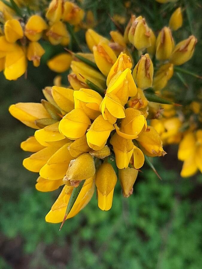 Ulex europaeus flower