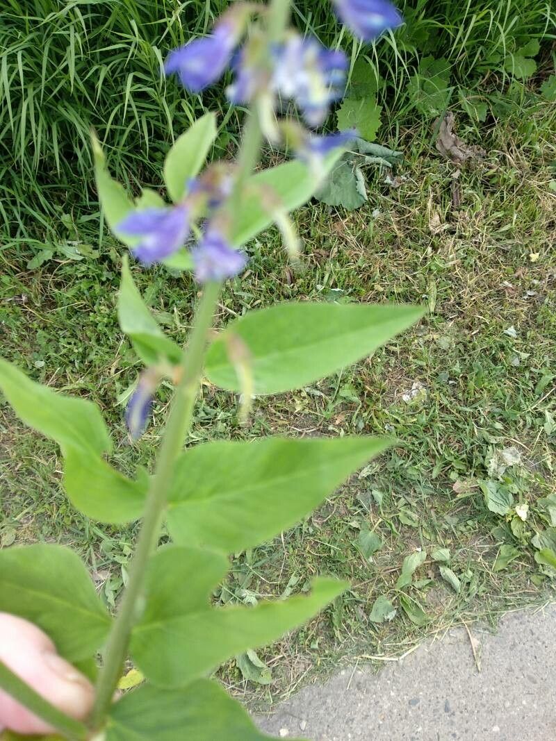 Galega orientalis leaf