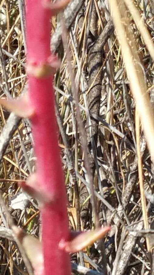 Lomatium utriculatum bark