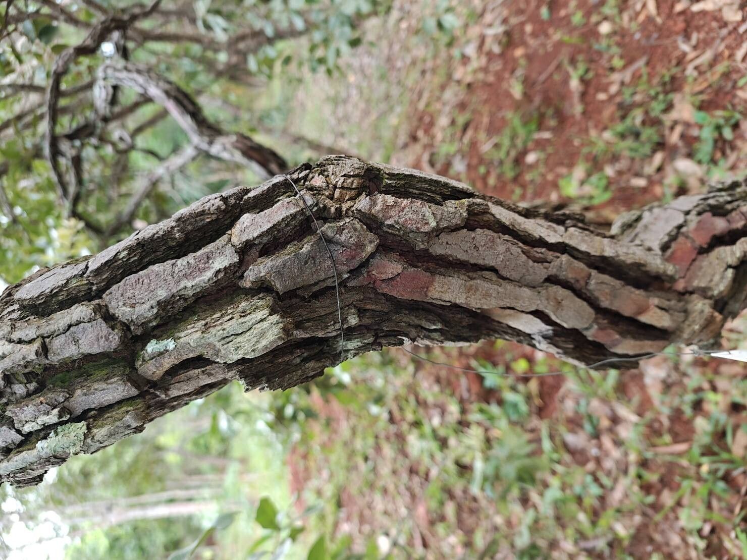 Psidium laruotteanum bark
