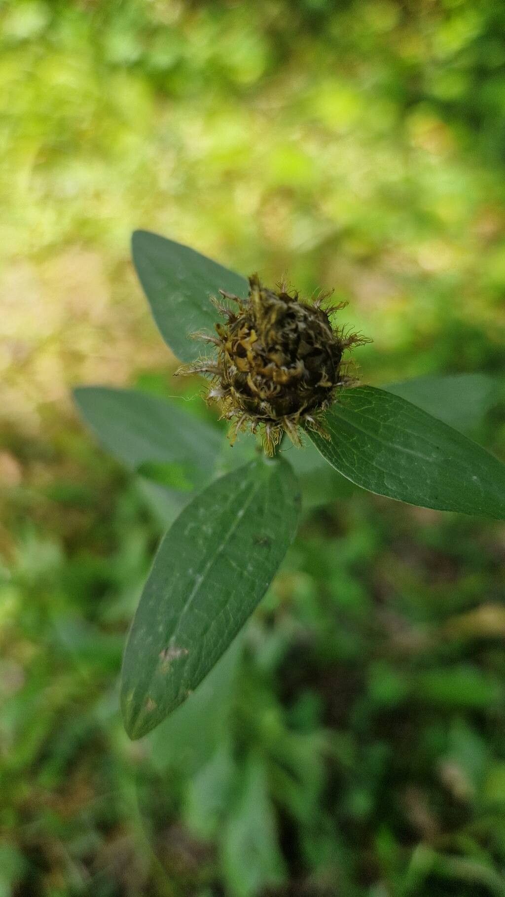 Centaurea macroptilon — houseplant care guide