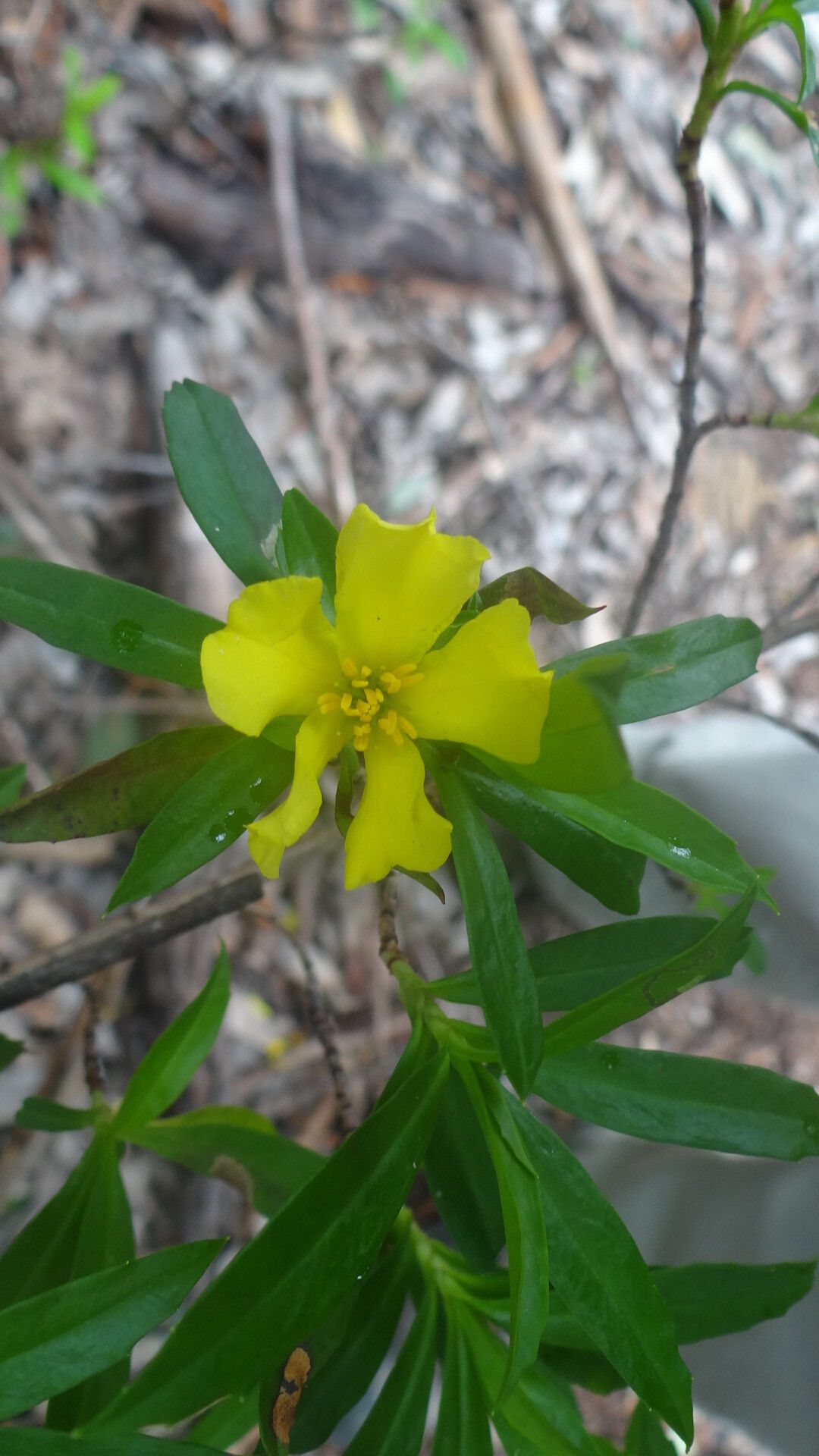 Hibbertia cuneiformis — houseplant care guide