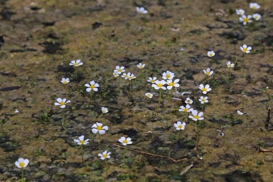 Ranunculus sphaerospermus habit