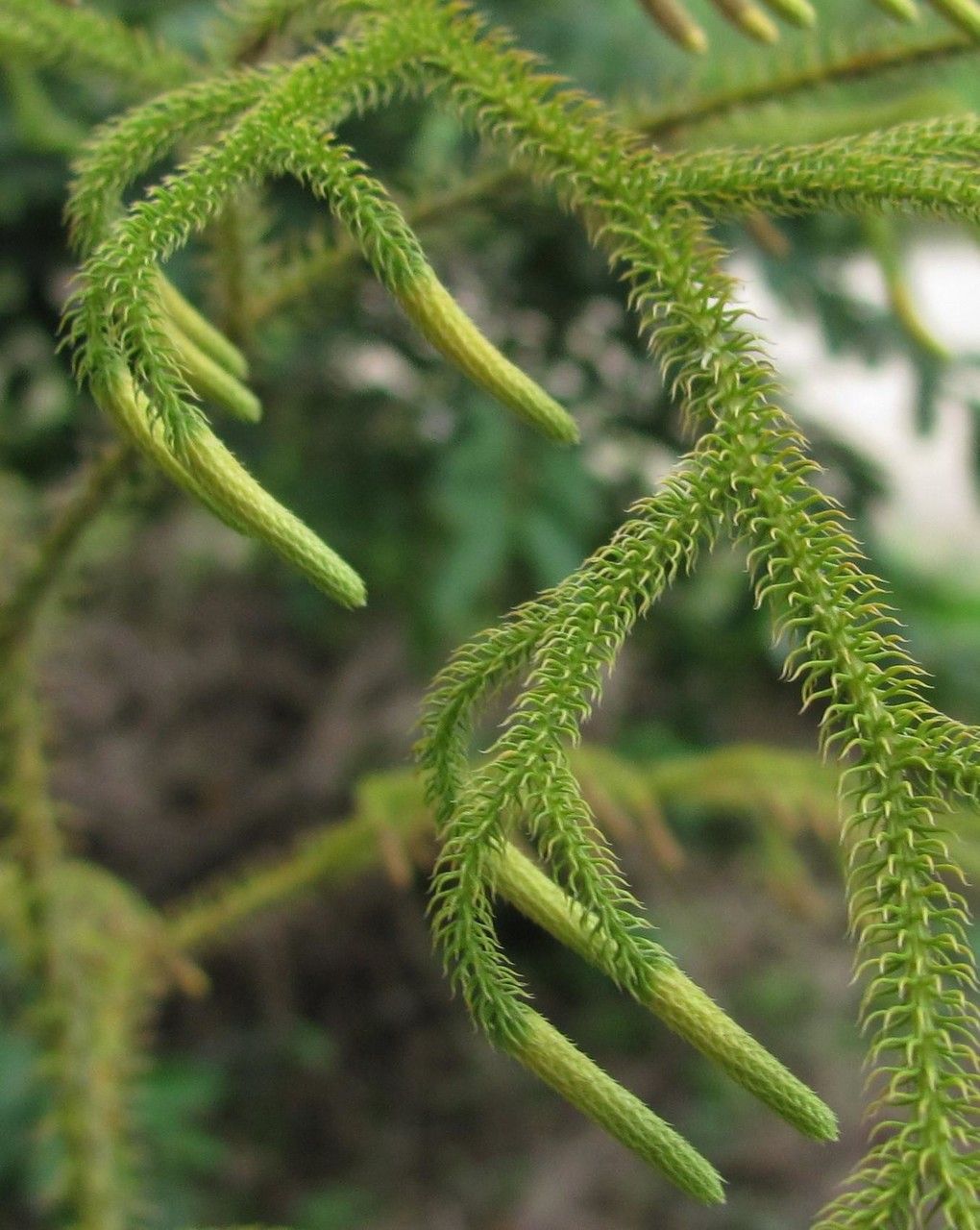 Lycopodiella glaucescens other