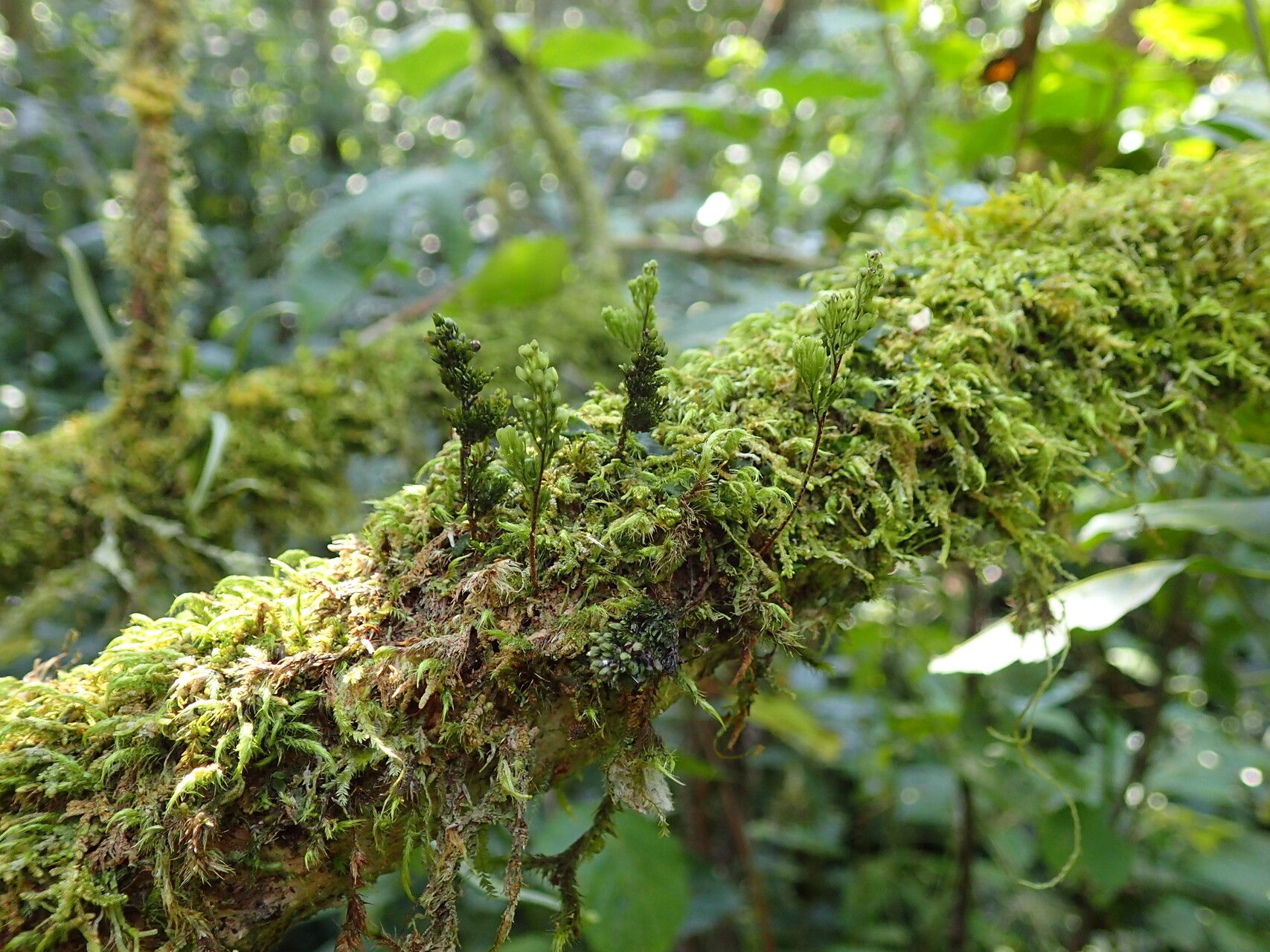 Hymenophyllum humbertii — houseplant care guide