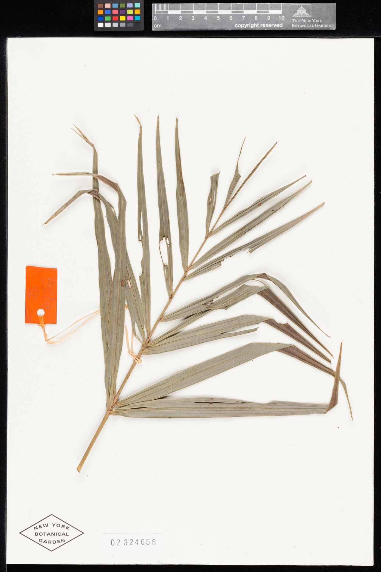 Dypsis oreophila other