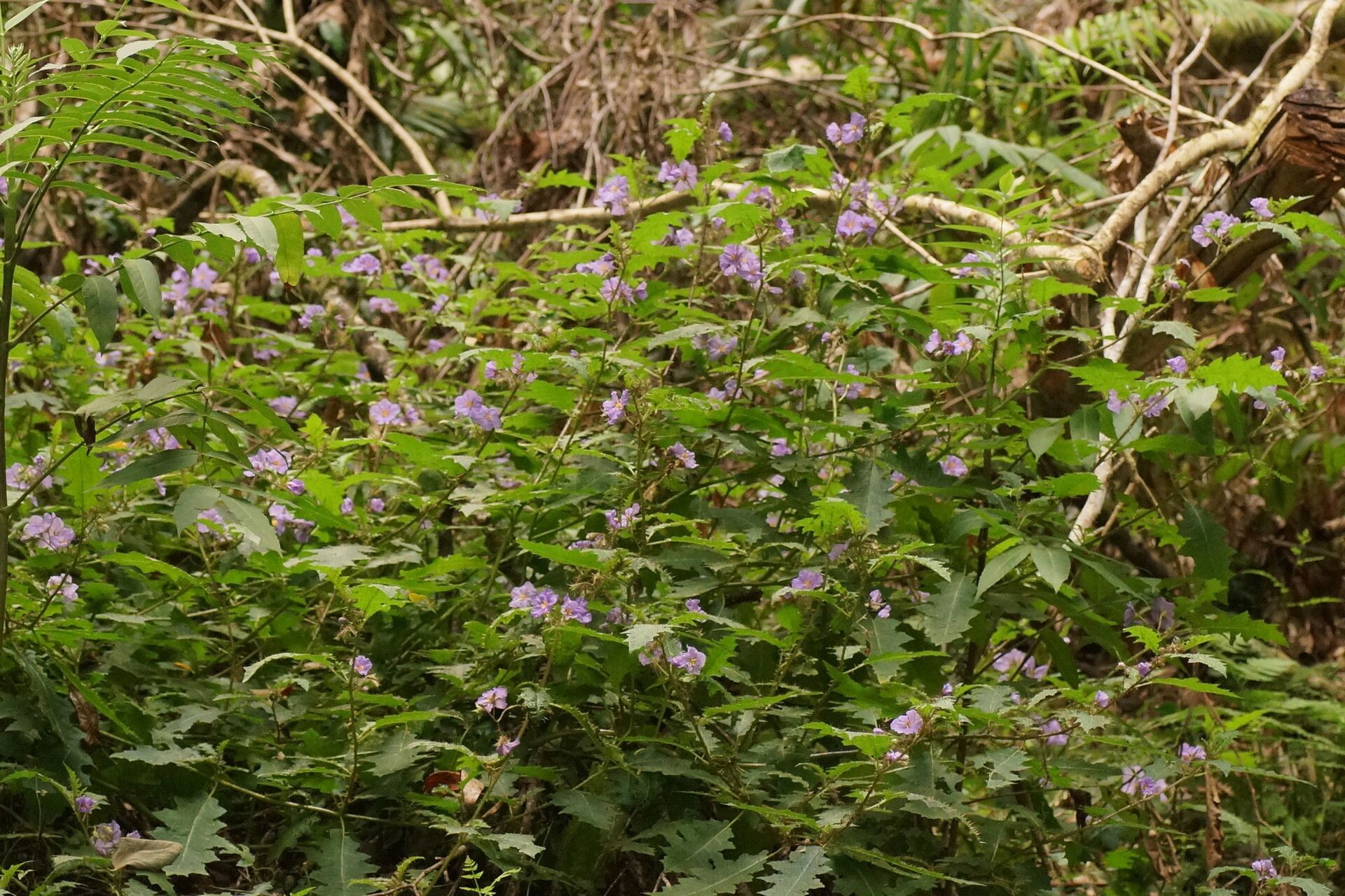 Solanum vicinum habit
