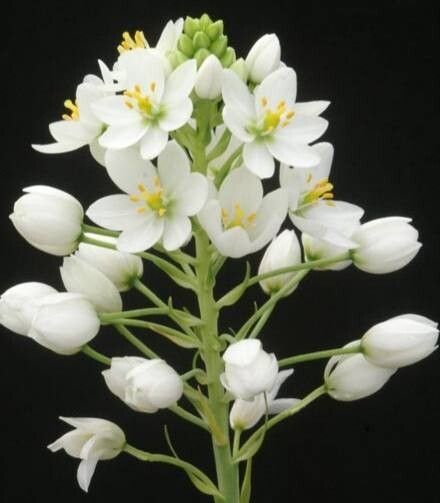 Ornithogalum pruinosum flower