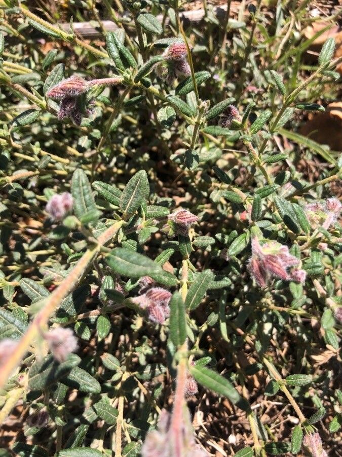 Helianthemum hirtum leaf