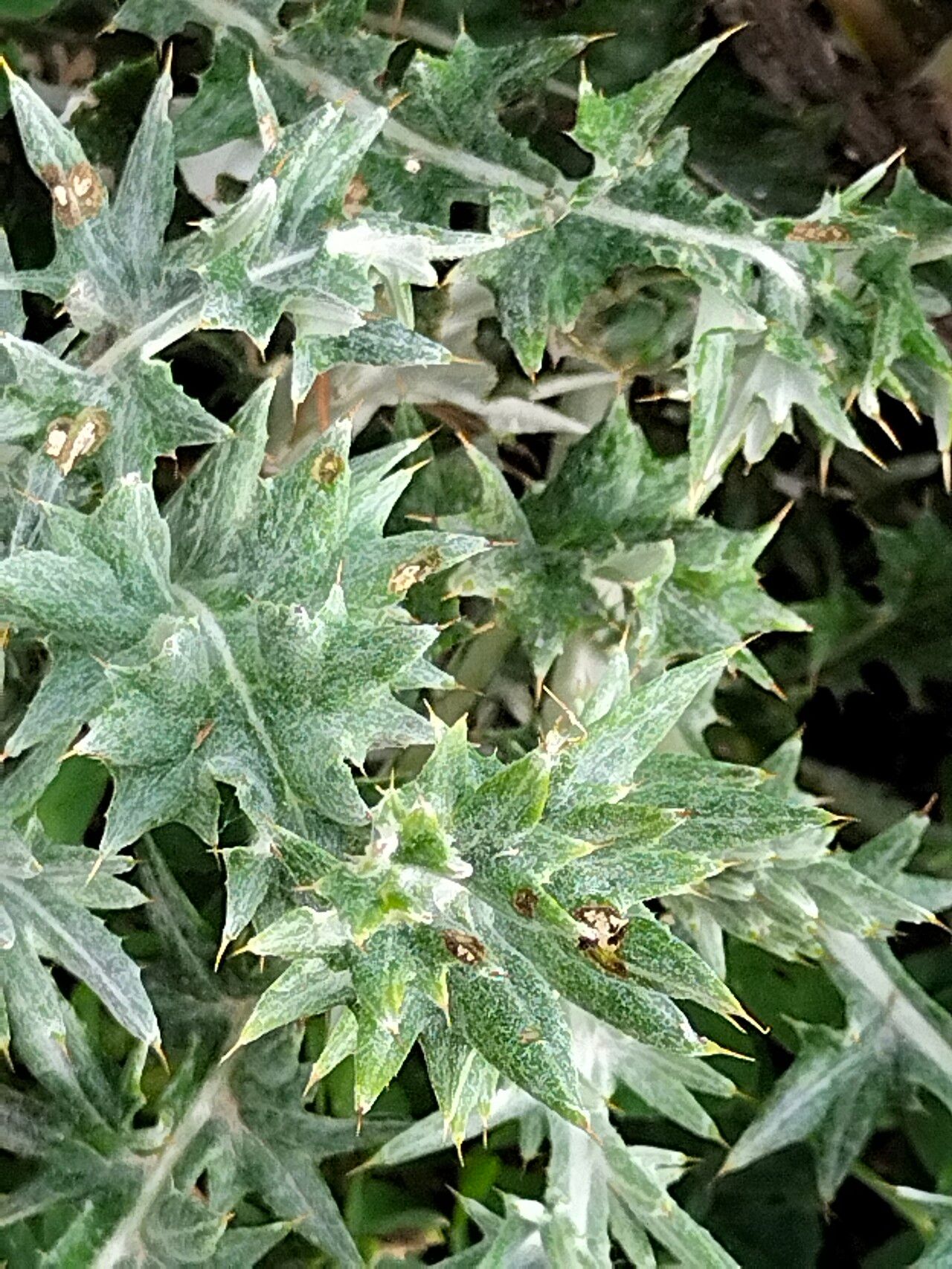 Berkheya rigida leaf