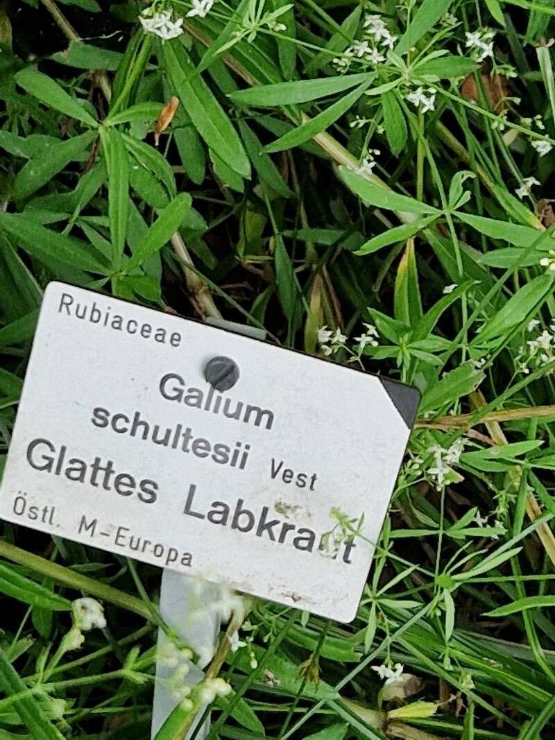 Galium intermedium other