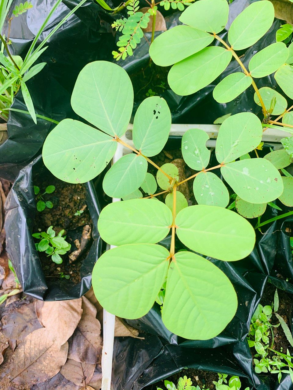 Senna reticulata leaf