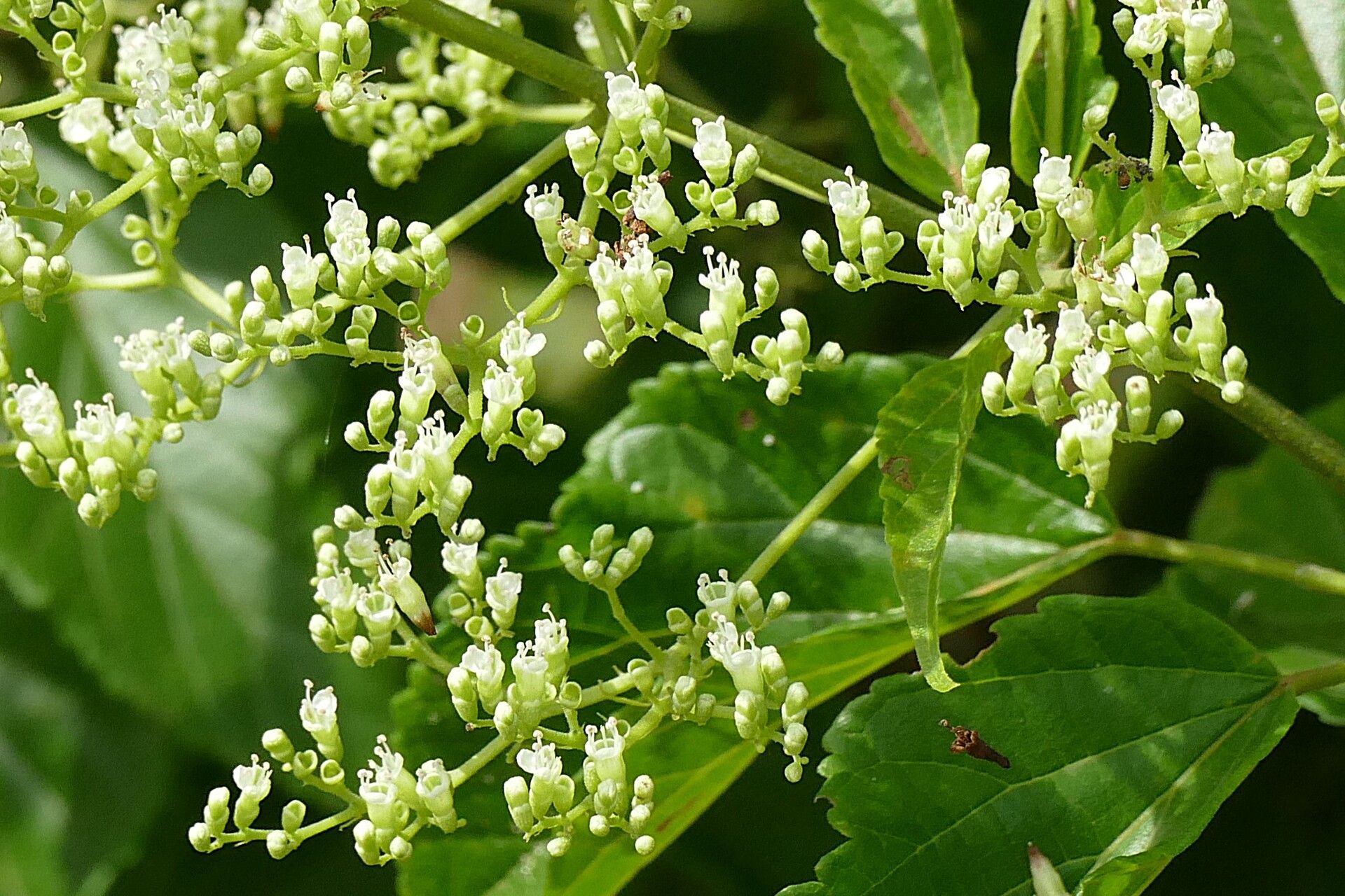 Premna quadrifolia flower