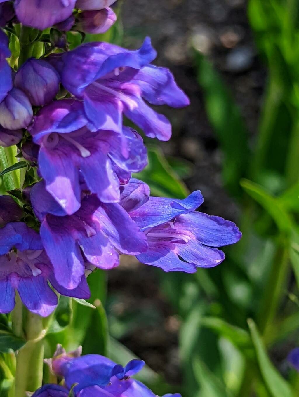 Penstemon strictus flower