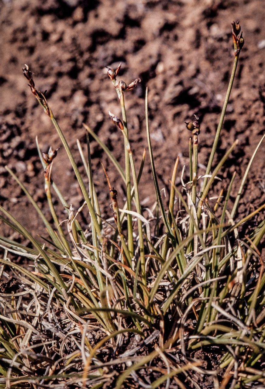 Carex glacialis fruit