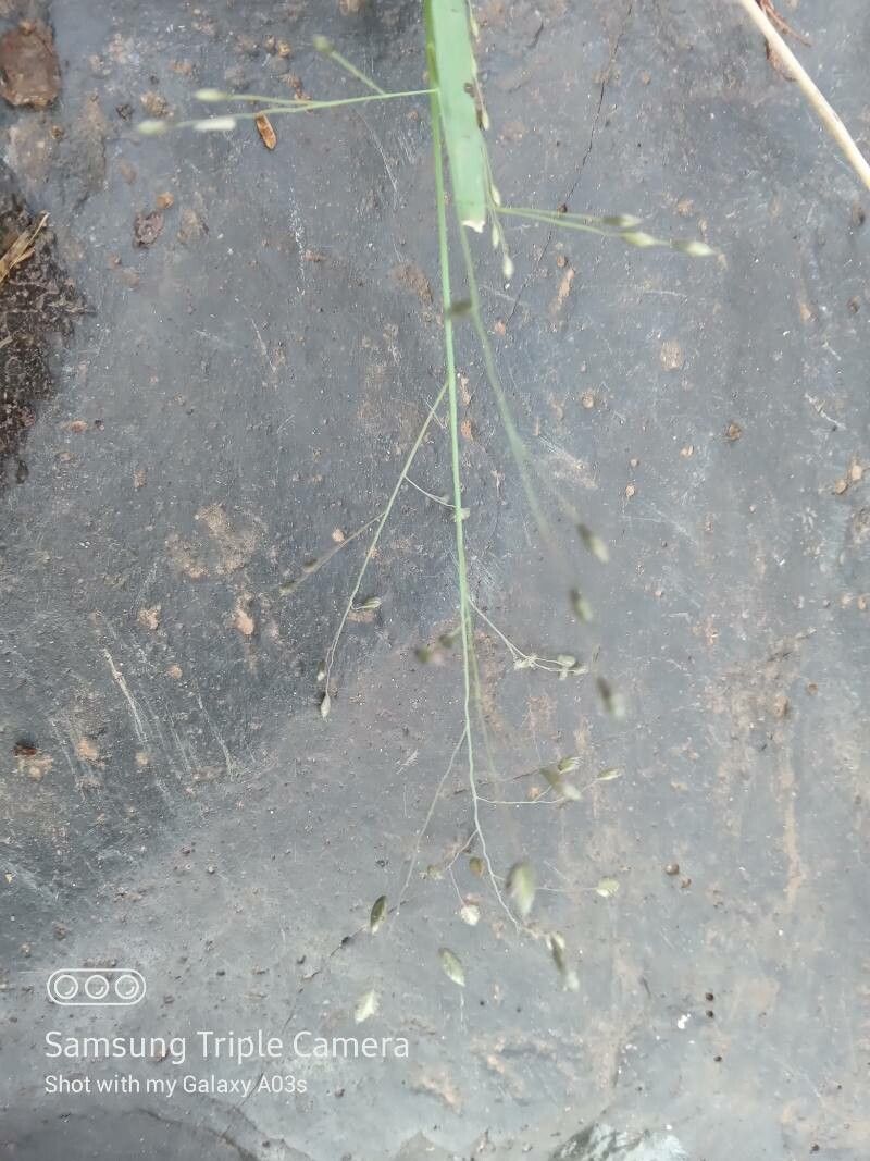Eragrostis exasperata flower