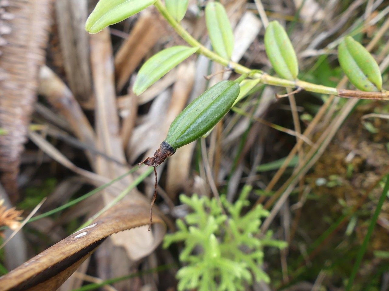 Angraecum mauritianum fruit
