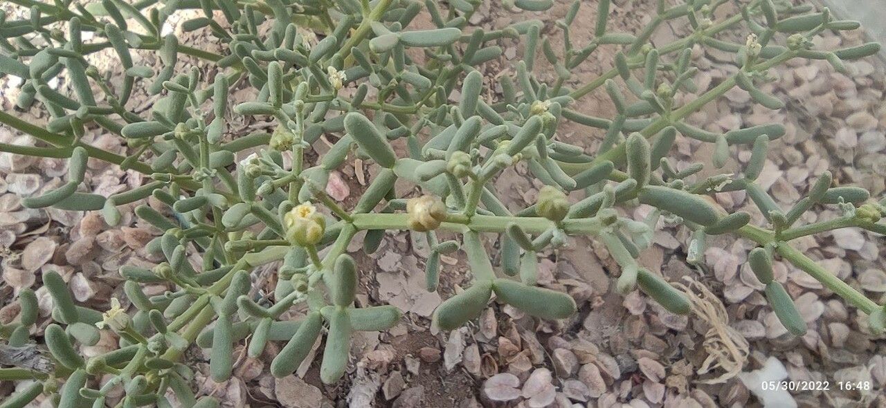 Tetraena coccinea — related species from the same genus