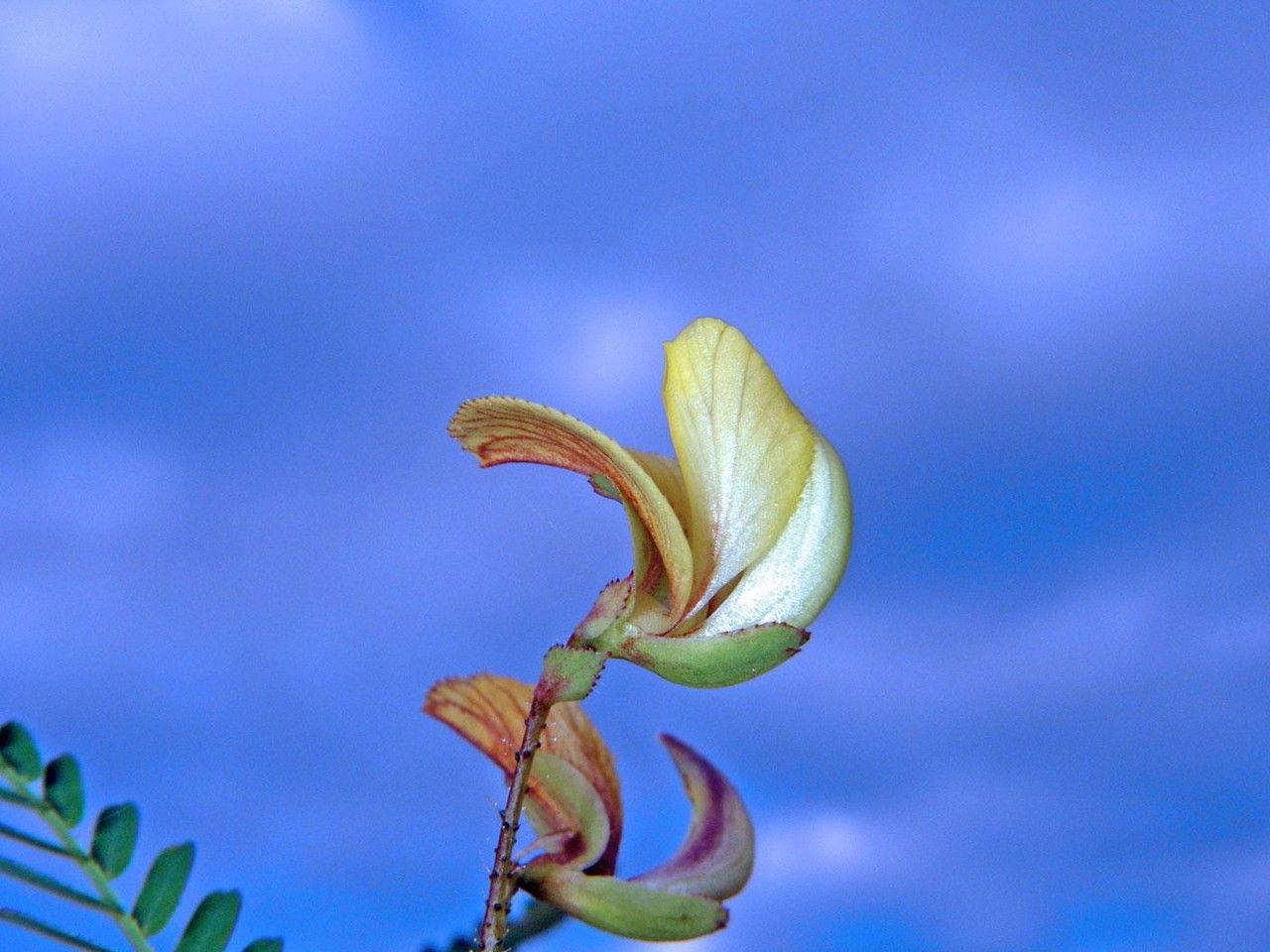 Aeschynomene scabra — houseplant care guide