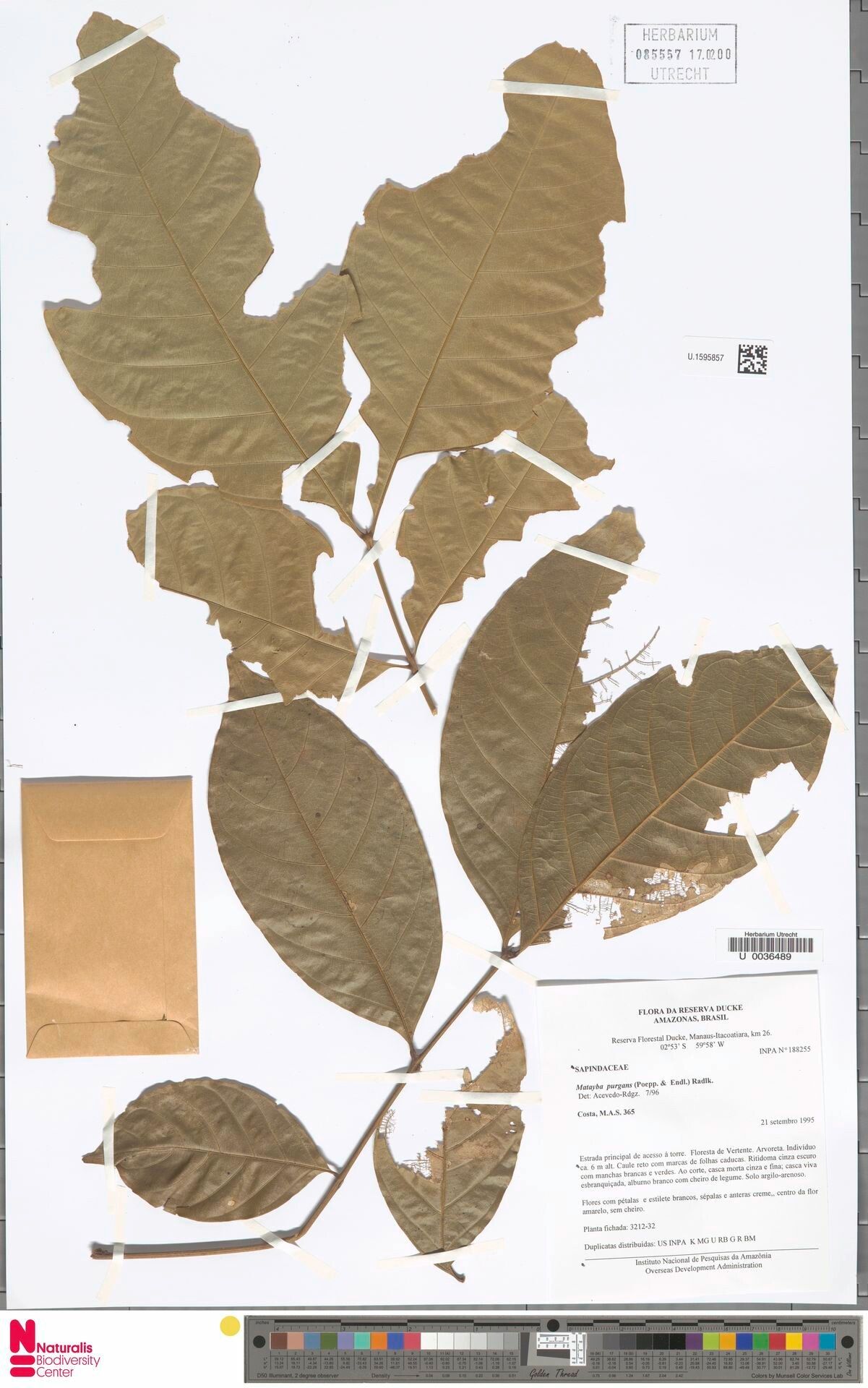 Matayba purgans — houseplant care guide