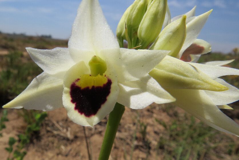 Eulophia thomsonii — houseplant care guide