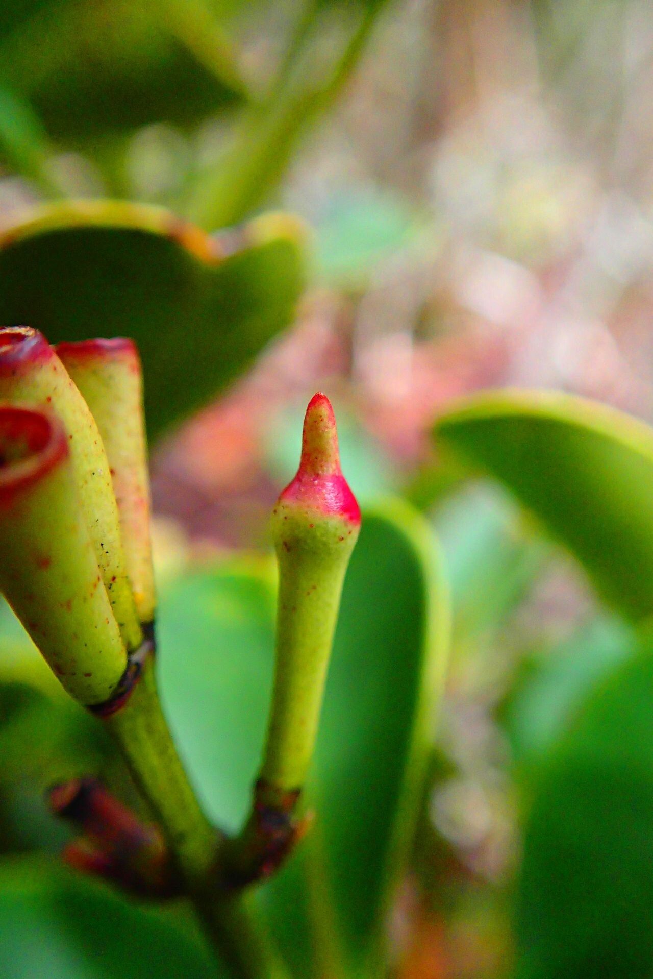 Syzygium brongniartii fruit