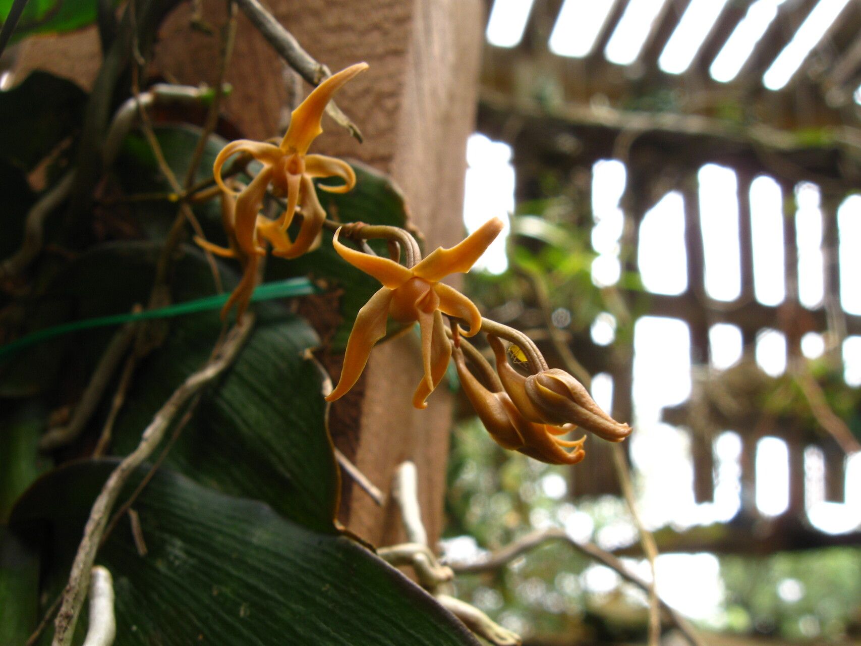 Angraecum claessensii flower