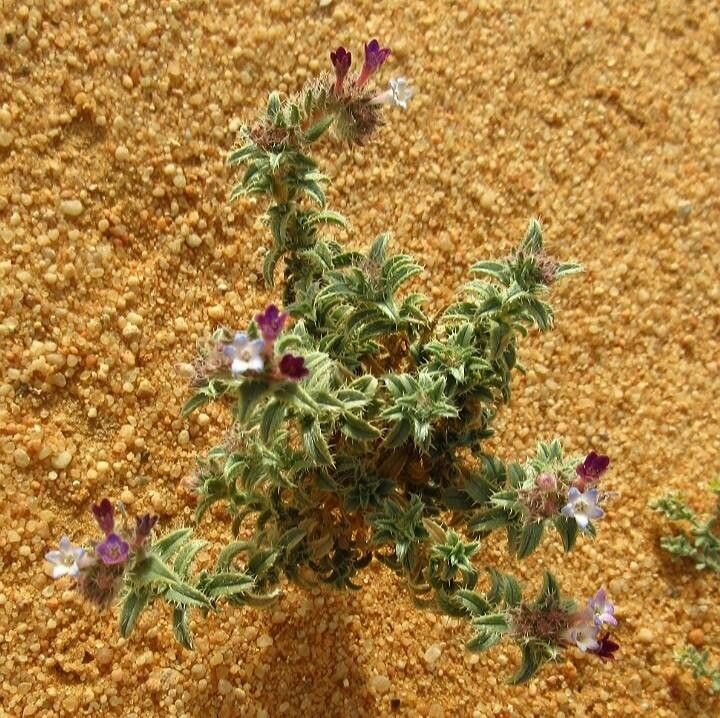 Moltkiopsis ciliata — search result for 'Libya'