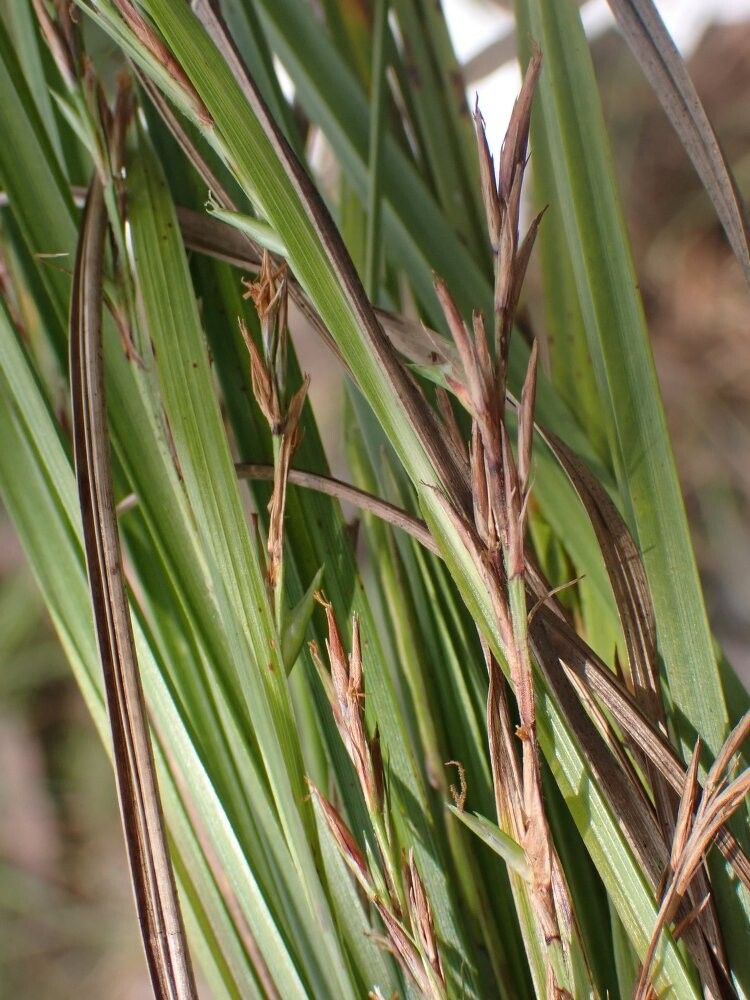 Scleria achtenii — related species from the same genus