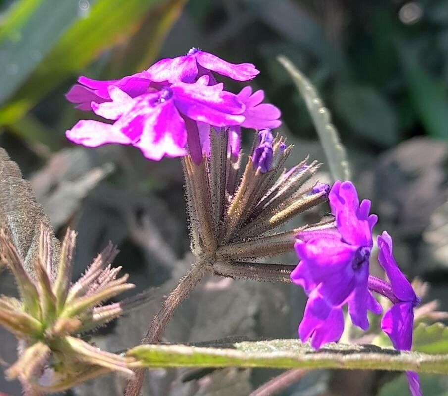 Verbena guaranitica flower