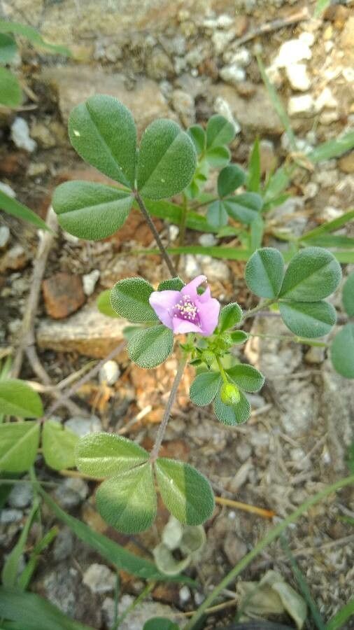 Cleome felina — search result for 'Cleome'
