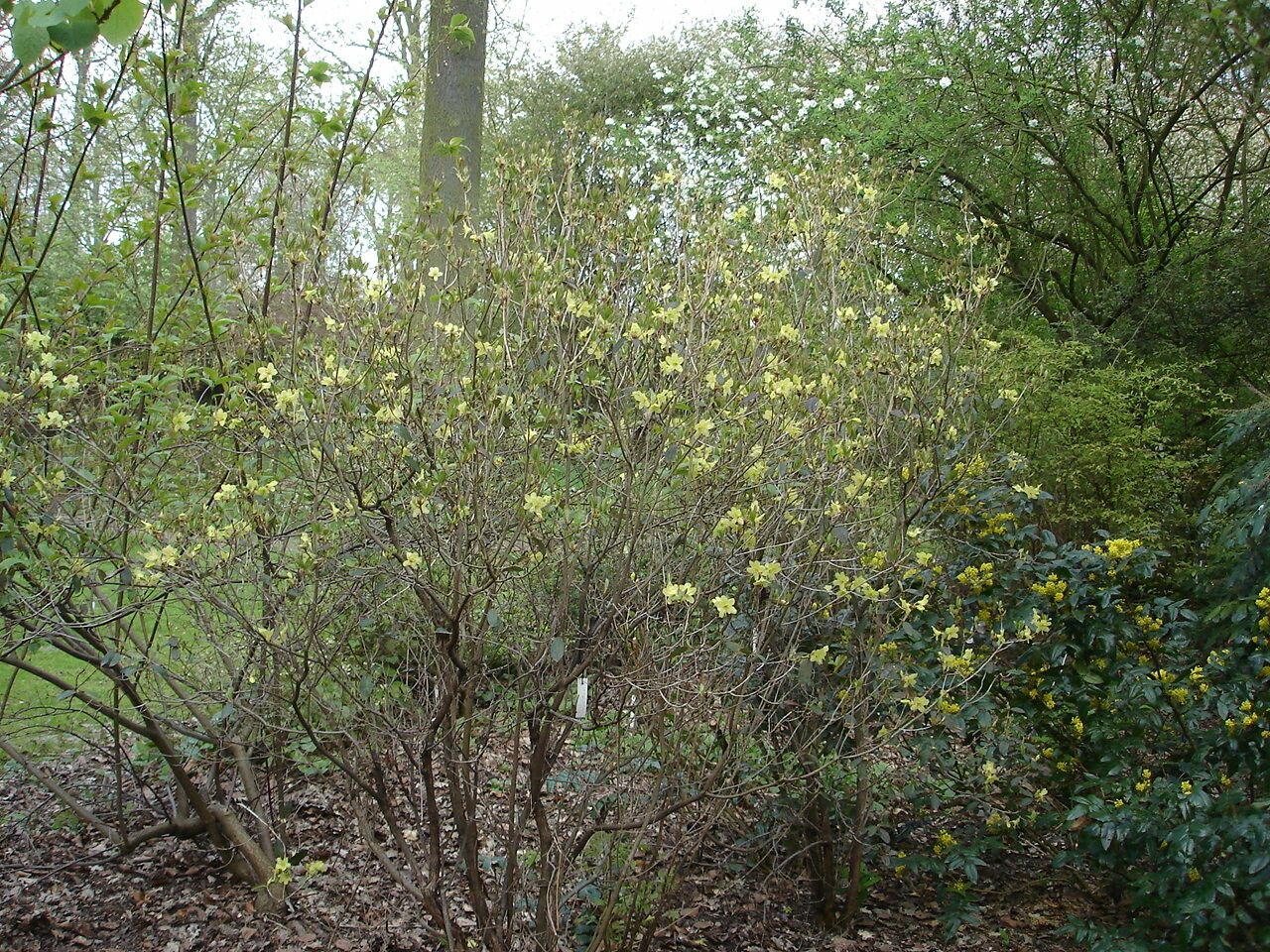 Rhododendron trichocladum habit