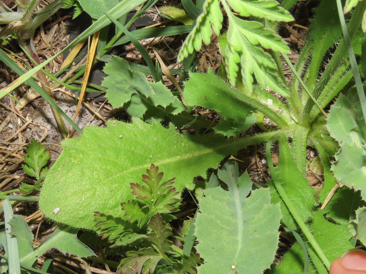 Hypochaeris achyrophorus leaf