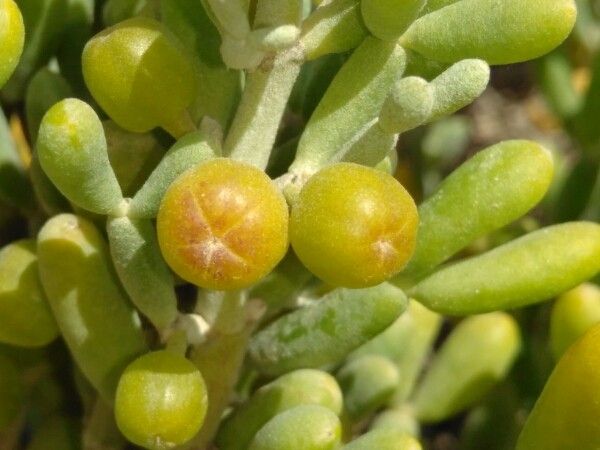 Tetraena fontanesii fruit