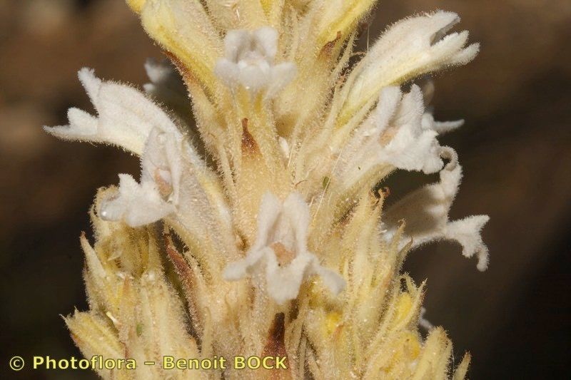 Phelipanche portoilicitana — houseplant care guide