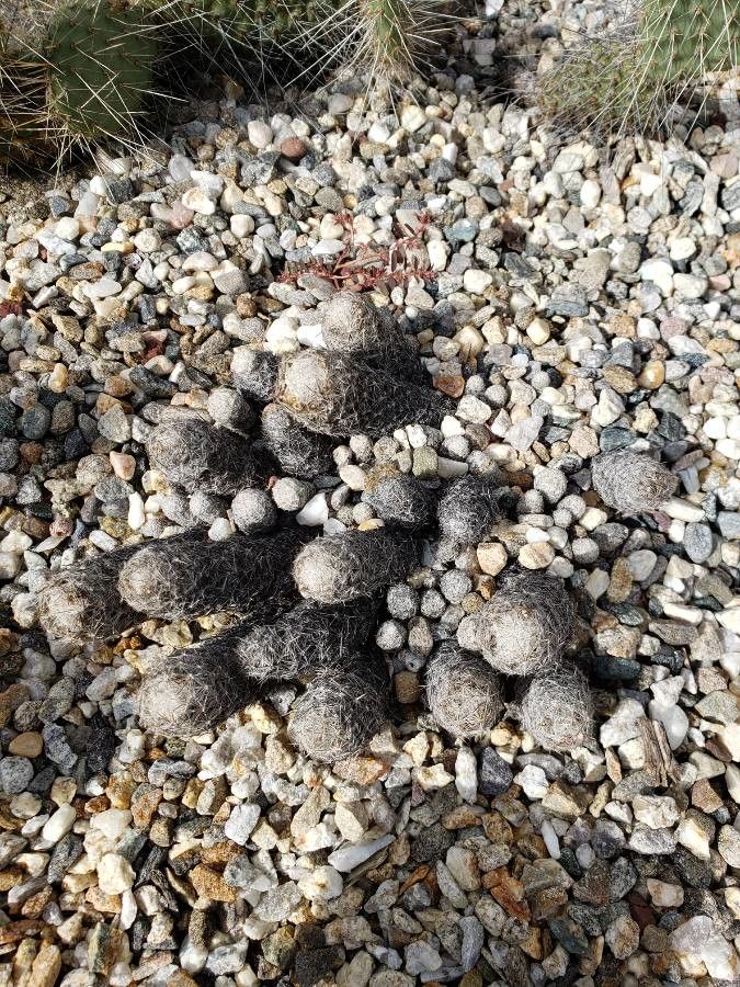 Escobaria sneedii habit