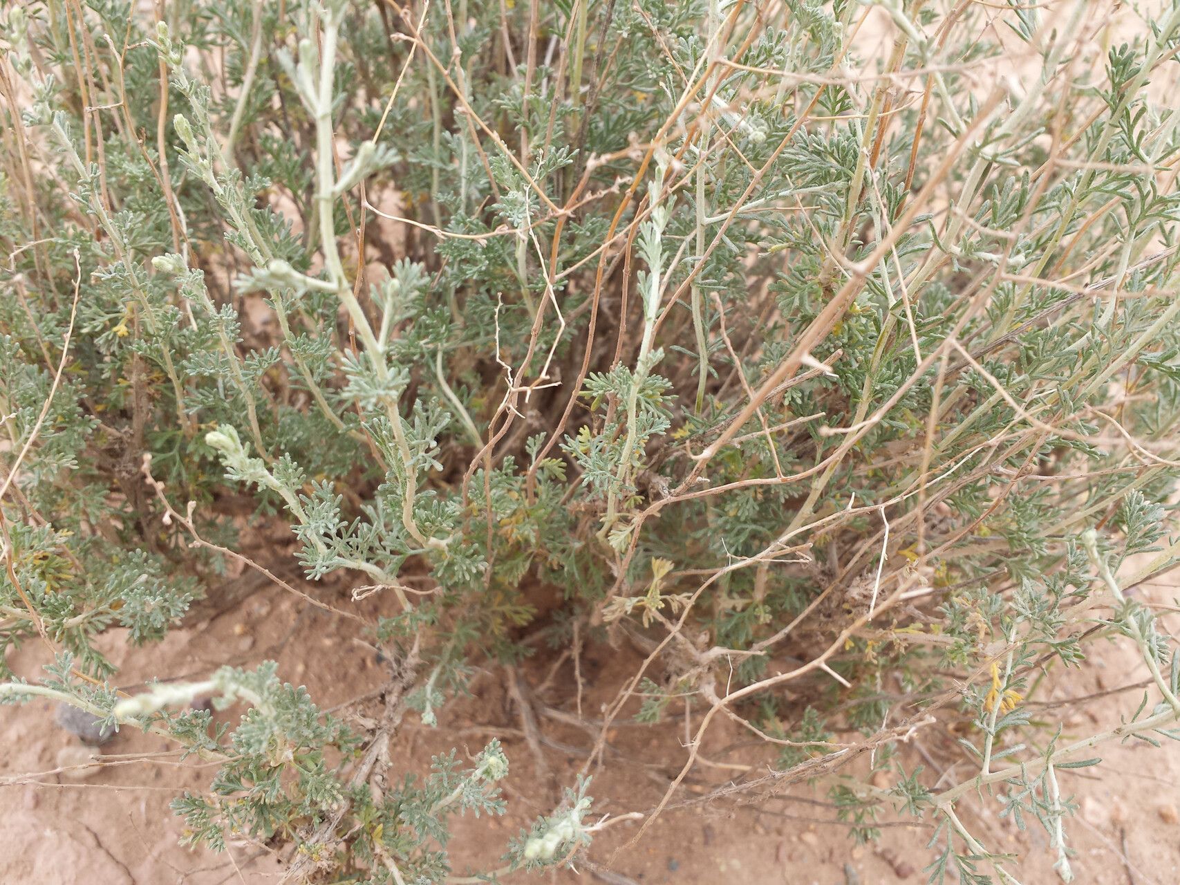 Artemisia kopetdaghensis habit