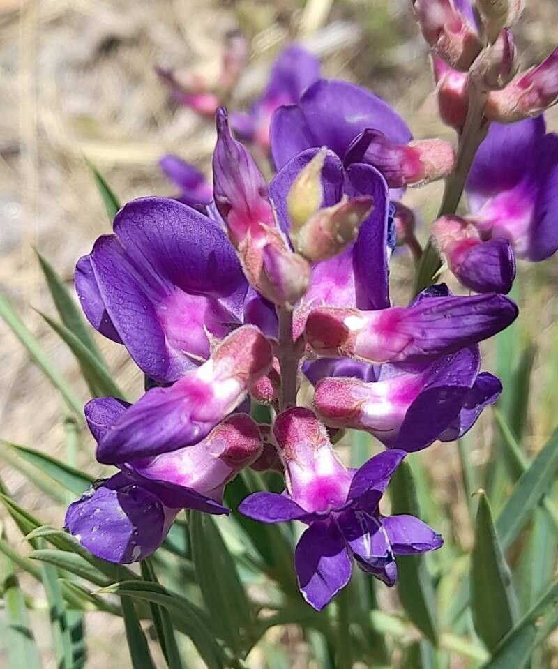 Lathyrus macropus flower