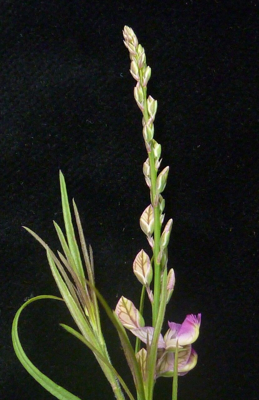 Polygala abyssinica habit