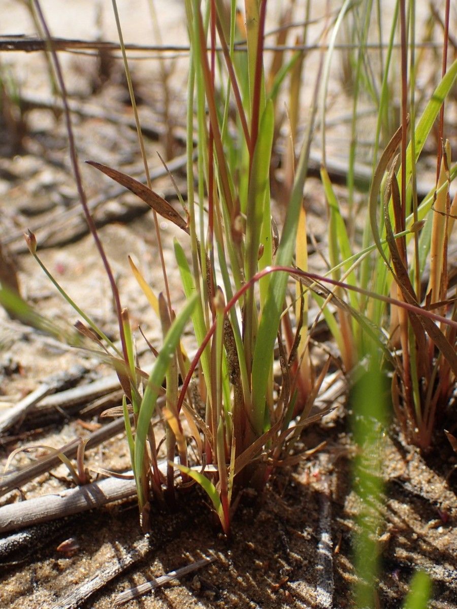 Xyris barteri — houseplant care guide