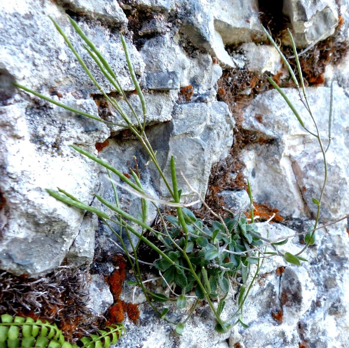 Arabis serpillifolia habit