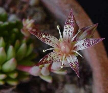 Graptopetalum saxifragoides flower