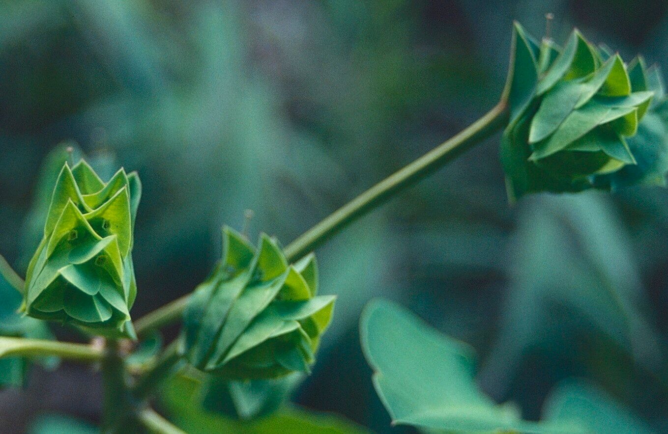 Euphorbia comosa flower
