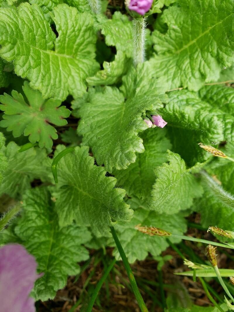 Primula sieboldii leaf