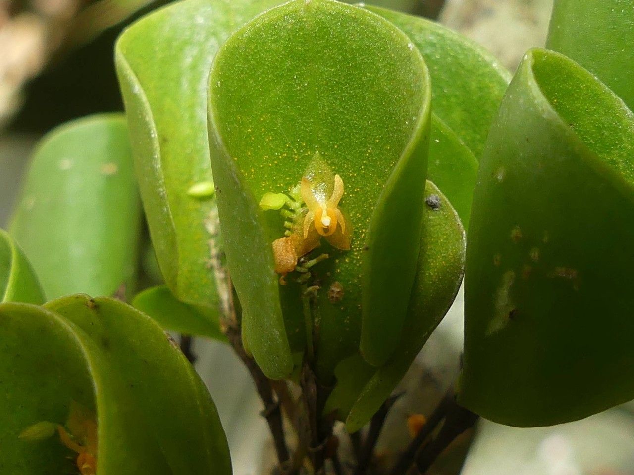 Lepanthes helleri — houseplant care guide