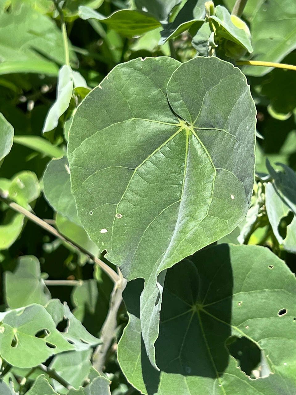 Abutilon mollissimum leaf