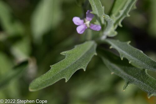 Matthiola parviflora — search result for 'Jordan'
