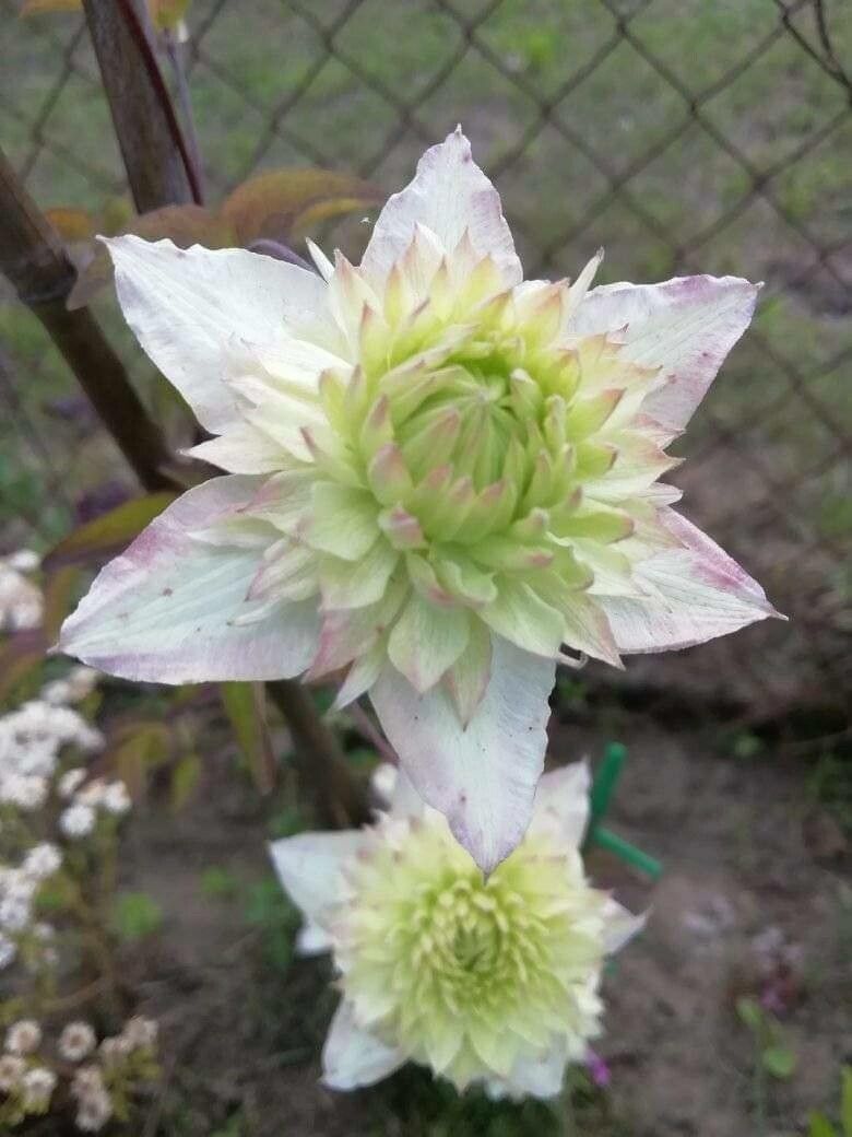 Clematis florida flower