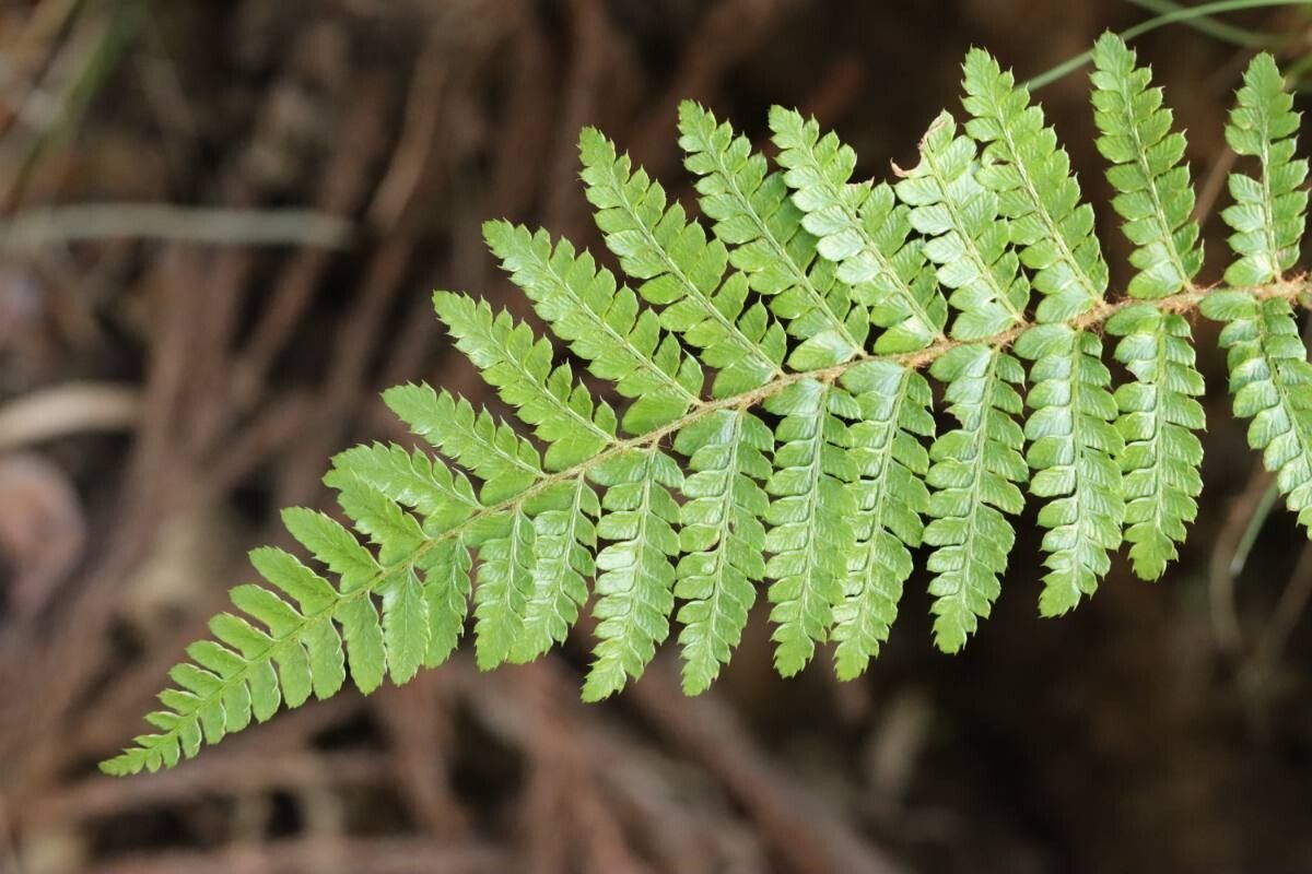 Polystichum longifrons — search result for 'Polystichum'