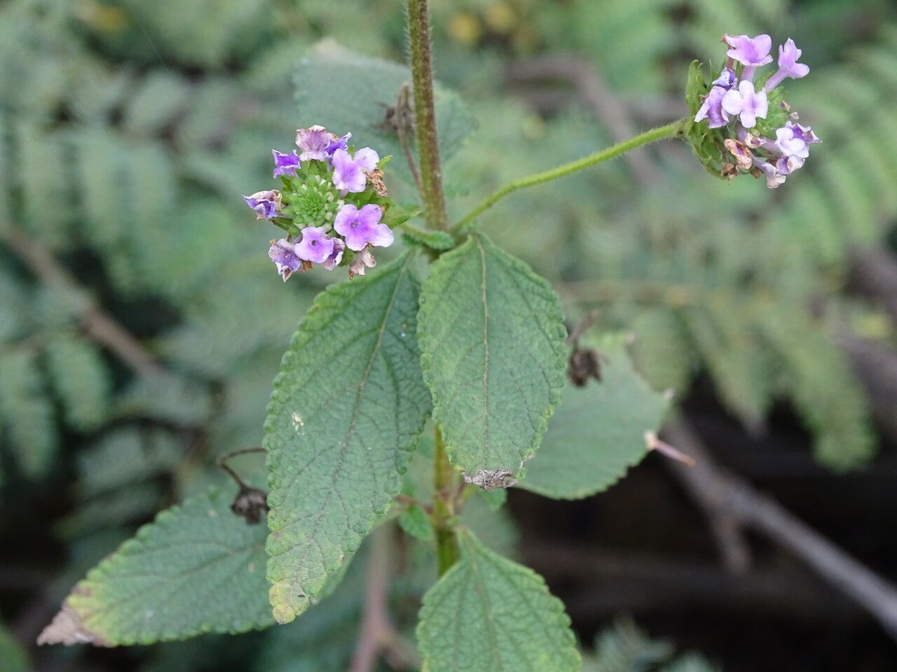 Lantana trifolia — search result for 'Verbenaceae'